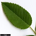 SpeciesSub: subsp. ultramontana